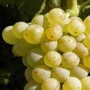 Grenache Blanc