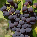 Grenache Rouge