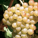 Marsanne