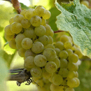 Sauvignon Blanc