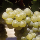 Viognier