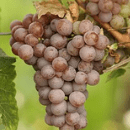 Gewurztraminer