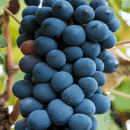 Mourvèdre