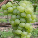 Pinot Blanc