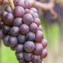 Pinot Gris