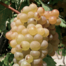 Vermentino