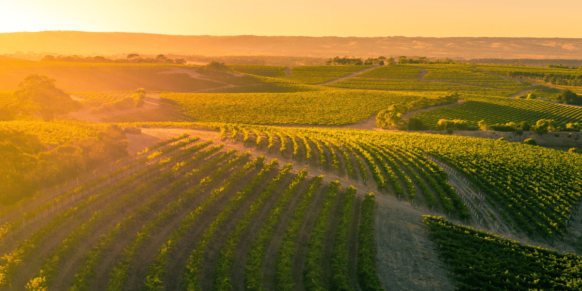 McLaren Vale