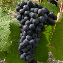 Petit Verdot