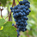 Sangiovese