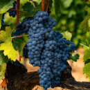 Tempranillo