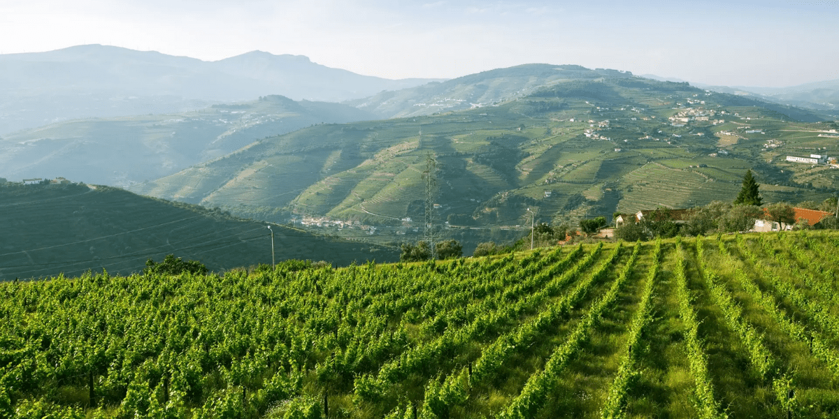 Vinho Verde