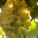 Malvasia Bianca