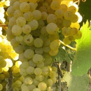 Trebbiano