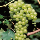 Verdicchio