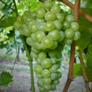 Trebbiano Di Soave