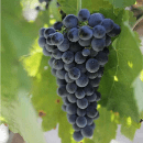Nero D'Avola