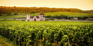 bourgogne-wijngaard