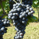 Malvasia Nera