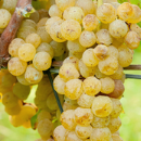 Malvasia Fina