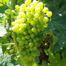 Trebbiano Toscano