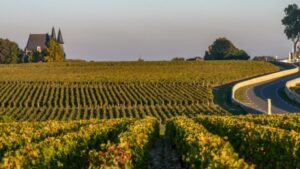 pauillac-bordeaux-wijn