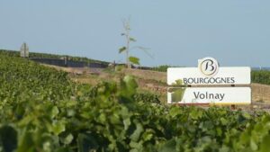 volnay-vineyard