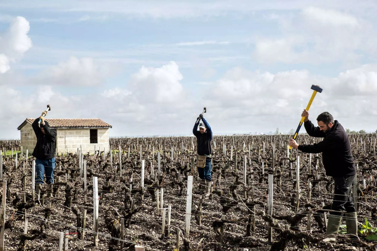 Frankrijk producent Lafite Rothschild