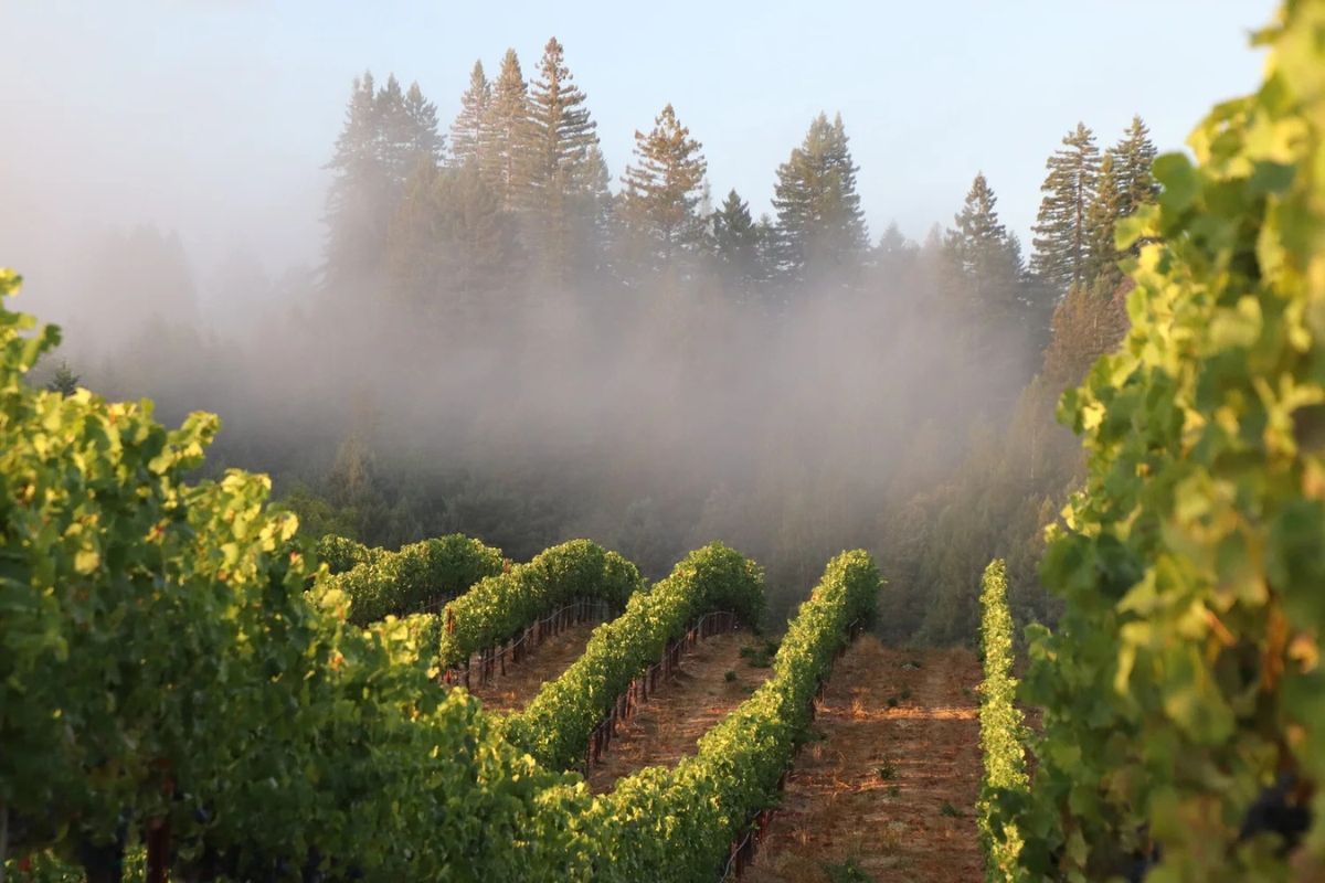 California Sonoma Valley