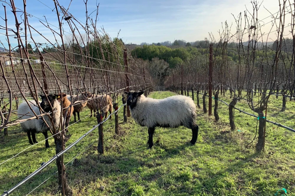California Terroir