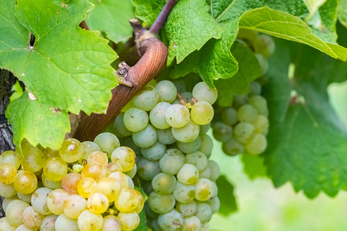 Duitsland Riesling